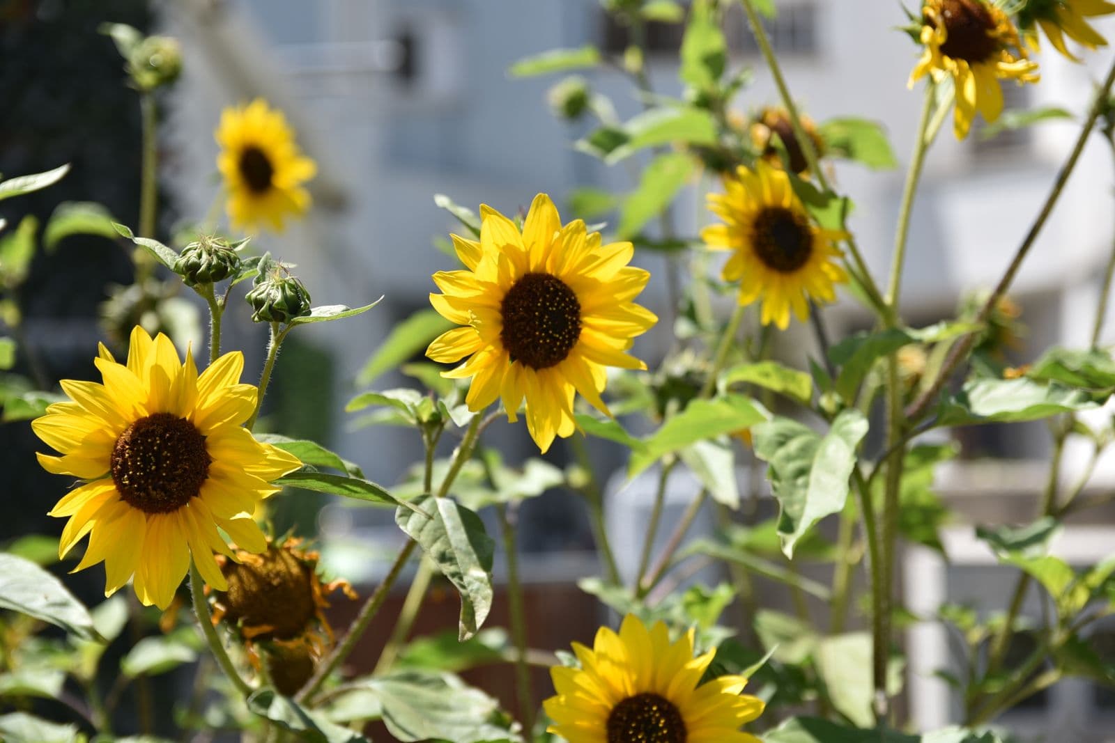 Girasoles abiertos en un ramo de tallos largos