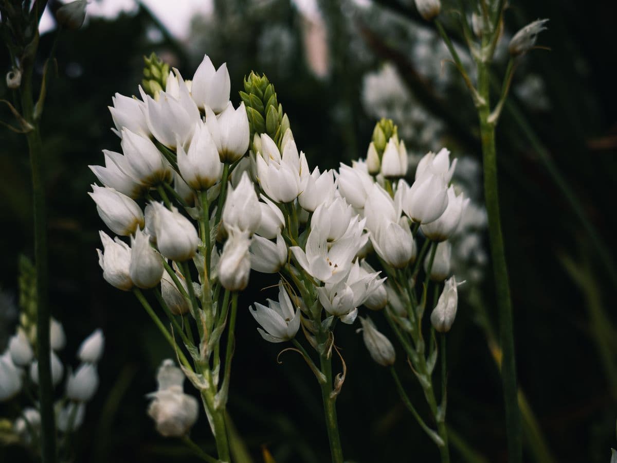 Flores blancas sobre fondo oscuro