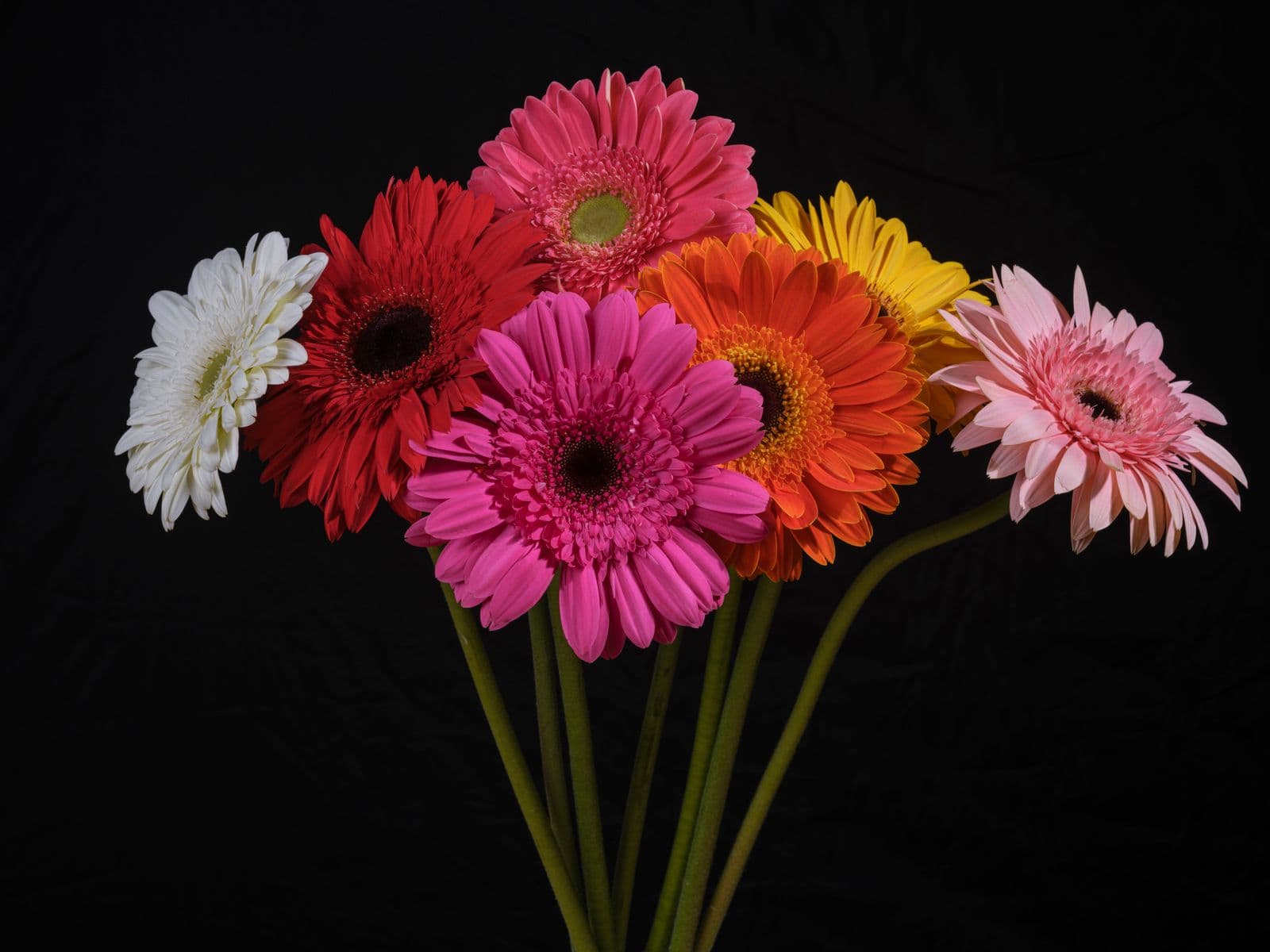 Gerberas rojas, rosas y naranjas sobre fondo oscuro