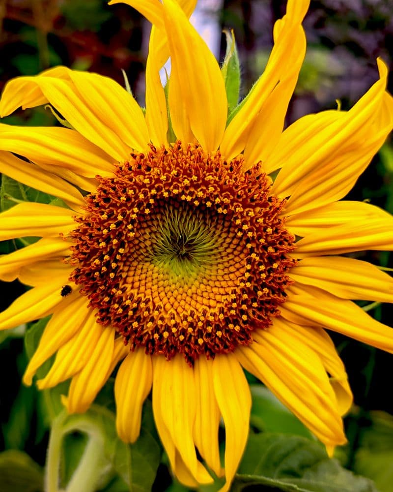 Girasoles